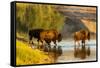 Bison Wildlife Crossing Little Missouri River, Theodore Roosevelt National Park, North Dakota, USA-Chuck Haney-Framed Stretched Canvas