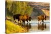 Bison Wildlife Crossing Little Missouri River, Theodore Roosevelt National Park, North Dakota, USA-Chuck Haney-Stretched Canvas