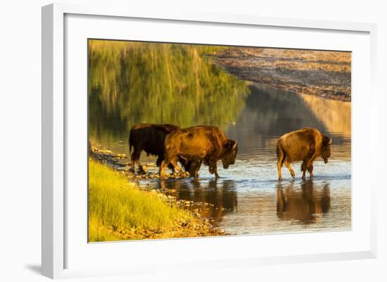 Bison Wildlife Crossing Little Missouri River, Theodore Roosevelt National Park, North Dakota, USA-Chuck Haney-Framed Photographic Print