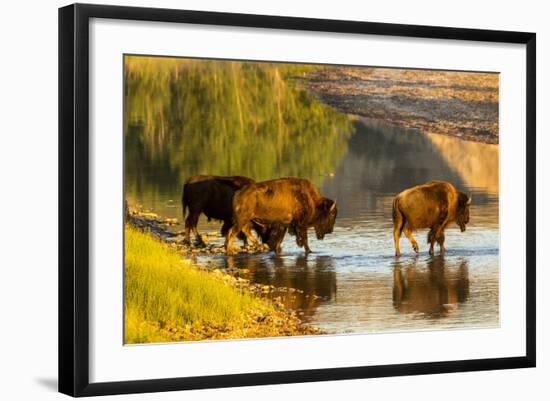 Bison Wildlife Crossing Little Missouri River, Theodore Roosevelt National Park, North Dakota, USA-Chuck Haney-Framed Photographic Print