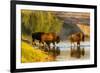 Bison Wildlife Crossing Little Missouri River, Theodore Roosevelt National Park, North Dakota, USA-Chuck Haney-Framed Photographic Print