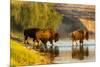 Bison Wildlife Crossing Little Missouri River, Theodore Roosevelt National Park, North Dakota, USA-Chuck Haney-Mounted Photographic Print