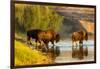 Bison Wildlife Crossing Little Missouri River, Theodore Roosevelt National Park, North Dakota, USA-Chuck Haney-Framed Photographic Print