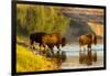 Bison Wildlife Crossing Little Missouri River, Theodore Roosevelt National Park, North Dakota, USA-Chuck Haney-Framed Photographic Print