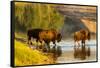 Bison Wildlife Crossing Little Missouri River, Theodore Roosevelt National Park, North Dakota, USA-Chuck Haney-Framed Stretched Canvas