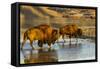 Bison Wildlife Crossing Little Missouri River, Theodore Roosevelt National Park, North Dakota, USA-Chuck Haney-Framed Stretched Canvas