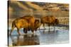 Bison Wildlife Crossing Little Missouri River, Theodore Roosevelt National Park, North Dakota, USA-Chuck Haney-Stretched Canvas