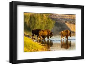 Bison Wildlife Crossing Little Missouri River, Theodore Roosevelt National Park, North Dakota, USA-Chuck Haney-Framed Photographic Print