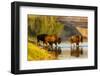 Bison Wildlife Crossing Little Missouri River, Theodore Roosevelt National Park, North Dakota, USA-Chuck Haney-Framed Photographic Print