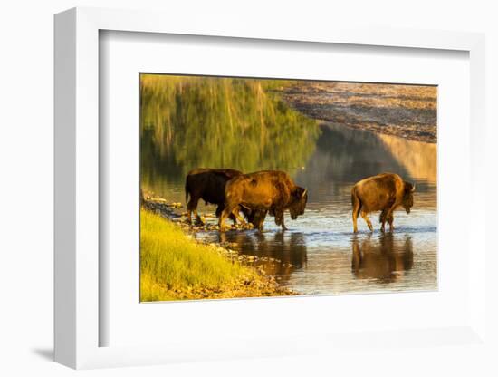 Bison Wildlife Crossing Little Missouri River, Theodore Roosevelt National Park, North Dakota, USA-Chuck Haney-Framed Photographic Print