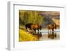 Bison Wildlife Crossing Little Missouri River, Theodore Roosevelt National Park, North Dakota, USA-Chuck Haney-Framed Photographic Print