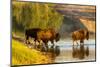 Bison Wildlife Crossing Little Missouri River, Theodore Roosevelt National Park, North Dakota, USA-Chuck Haney-Mounted Photographic Print