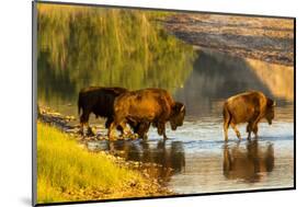 Bison Wildlife Crossing Little Missouri River, Theodore Roosevelt National Park, North Dakota, USA-Chuck Haney-Mounted Photographic Print