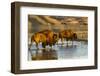 Bison Wildlife Crossing Little Missouri River, Theodore Roosevelt National Park, North Dakota, USA-Chuck Haney-Framed Photographic Print