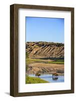 Bison Wildlife Crossing Little Missouri River, Theodore Roosevelt National Park, North Dakota, USA-Chuck Haney-Framed Photographic Print