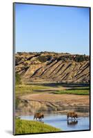 Bison Wildlife Crossing Little Missouri River, Theodore Roosevelt National Park, North Dakota, USA-Chuck Haney-Mounted Photographic Print