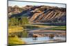 Bison Wildlife Crossing Little Missouri River, Theodore Roosevelt National Park, North Dakota, USA-Chuck Haney-Mounted Premium Photographic Print