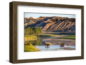 Bison Wildlife Crossing Little Missouri River, Theodore Roosevelt National Park, North Dakota, USA-Chuck Haney-Framed Photographic Print