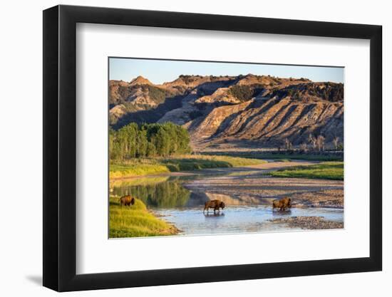 Bison Wildlife Crossing Little Missouri River, Theodore Roosevelt National Park, North Dakota, USA-Chuck Haney-Framed Photographic Print