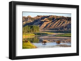 Bison Wildlife Crossing Little Missouri River, Theodore Roosevelt National Park, North Dakota, USA-Chuck Haney-Framed Photographic Print