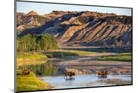 Bison Wildlife Crossing Little Missouri River, Theodore Roosevelt National Park, North Dakota, USA-Chuck Haney-Mounted Photographic Print