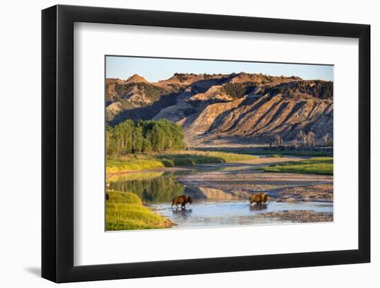 Bison Wildlife Crossing Little Missouri River, Theodore Roosevelt National Park, North Dakota, USA-Chuck Haney-Framed Photographic Print