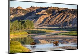 Bison Wildlife Crossing Little Missouri River, Theodore Roosevelt National Park, North Dakota, USA-Chuck Haney-Mounted Photographic Print