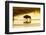 Bison Wildlife Crossing Little Missouri River, Theodore Roosevelt National Park, North Dakota, USA-Chuck Haney-Framed Photographic Print