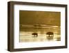 Bison Wildlife Crossing Little Missouri River, Theodore Roosevelt National Park, North Dakota, USA-Chuck Haney-Framed Photographic Print