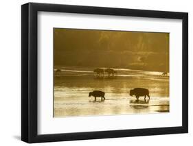 Bison Wildlife Crossing Little Missouri River, Theodore Roosevelt National Park, North Dakota, USA-Chuck Haney-Framed Photographic Print