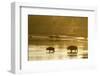 Bison Wildlife Crossing Little Missouri River, Theodore Roosevelt National Park, North Dakota, USA-Chuck Haney-Framed Photographic Print