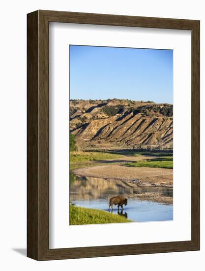 Bison Wildlife Crossing Little Missouri River, Theodore Roosevelt National Park, North Dakota, USA-Chuck Haney-Framed Photographic Print