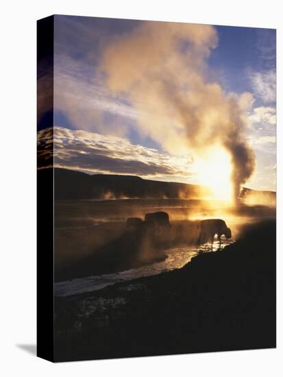 Bison Wildlife Grazing by Old Faithful Geyser, Yellowstone National Park, Wyoming, USA-Adam Jones-Stretched Canvas