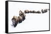 Bison, winter migration-Ken Archer-Framed Stretched Canvas