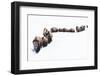 Bison, winter migration-Ken Archer-Framed Photographic Print