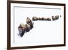 Bison, winter migration-Ken Archer-Framed Photographic Print