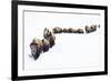 Bison, winter migration-Ken Archer-Framed Photographic Print