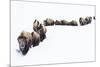 Bison, winter migration-Ken Archer-Mounted Photographic Print
