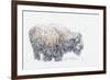 Bison, winter storm-Ken Archer-Framed Photographic Print