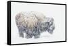 Bison, winter storm-Ken Archer-Framed Stretched Canvas