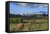 Bison with Mountains (YNP)-Galloimages Online-Framed Stretched Canvas