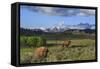 Bison with Mountains (YNP)-Galloimages Online-Framed Stretched Canvas