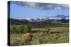 Bison with Mountains (YNP)-Galloimages Online-Stretched Canvas
