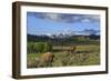 Bison with Mountains (YNP)-Galloimages Online-Framed Photographic Print