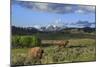 Bison with Mountains (YNP)-Galloimages Online-Mounted Photographic Print