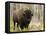 Bison, Yellowstone National Park, UNESCO World Heritage Site, Wyoming, USA-Pitamitz Sergio-Framed Stretched Canvas