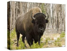 Bison, Yellowstone National Park, UNESCO World Heritage Site, Wyoming, USA-Pitamitz Sergio-Stretched Canvas