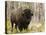 Bison, Yellowstone National Park, UNESCO World Heritage Site, Wyoming, USA-Pitamitz Sergio-Stretched Canvas