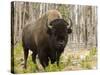 Bison, Yellowstone National Park, UNESCO World Heritage Site, Wyoming, USA-Pitamitz Sergio-Stretched Canvas