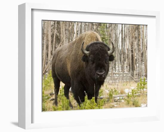 Bison, Yellowstone National Park, UNESCO World Heritage Site, Wyoming, USA-Pitamitz Sergio-Framed Photographic Print